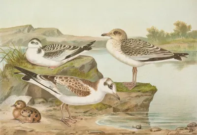 Larus Minutus Pall Larus Ridibunduslarus Melanocephalus