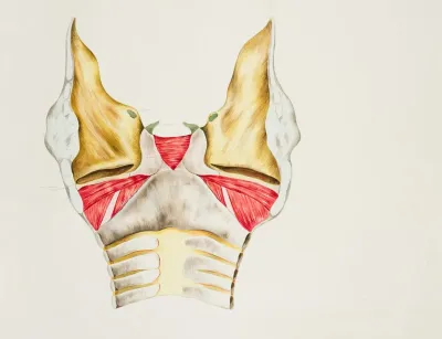 Larynx
