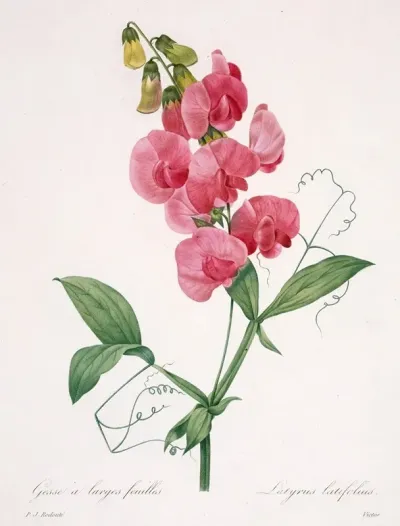 Lathyrus Latifolius Everlasting Pea