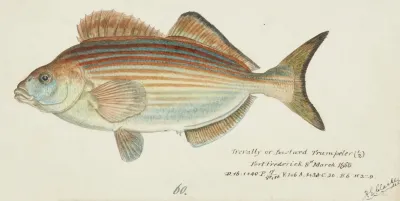 Latridopsis Forsteri Tas Copper Moki