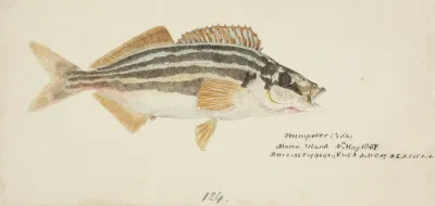Latris Lineata Nz Common Trumpeter