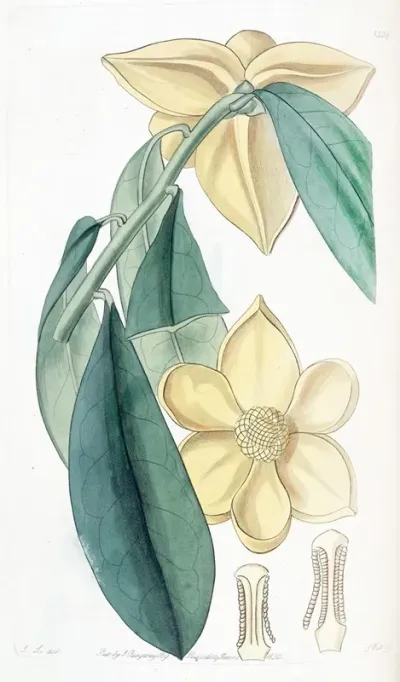 Laurel Leaved Custard Apple