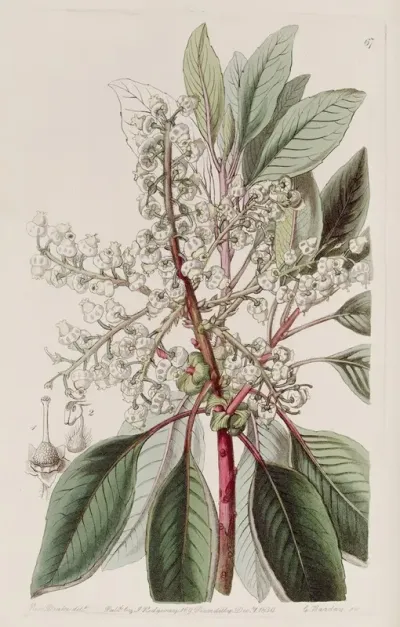 Laurel Leaved Strawberry Tree