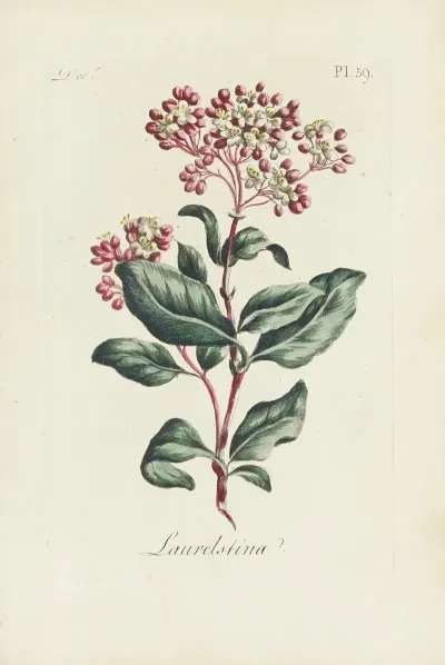 Laurelstina