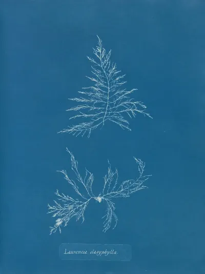 Laurencia Dasyphylla
