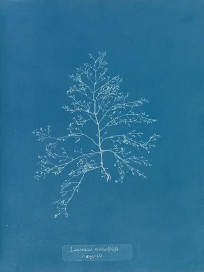 Laurencia Pinnatifida V Angusta
