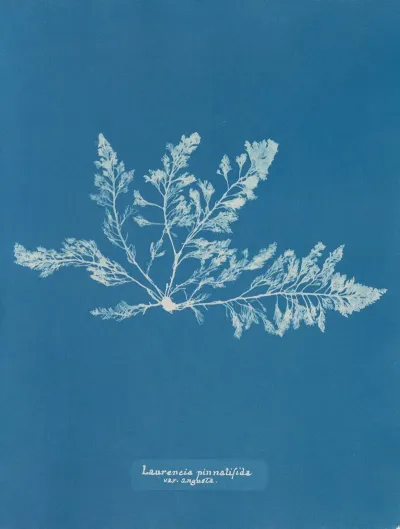 Laurencia Pinnatifida Var Angusta