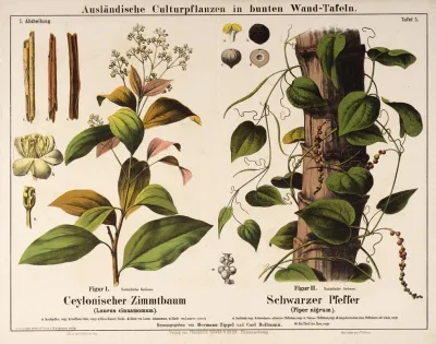 Laurus Cinnamomum Piper Nigrum Kaneelboom Zwarte Peper