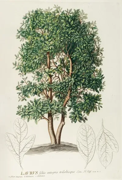 Laurus