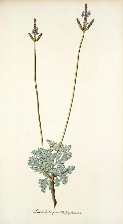 Lavandula Pinnata