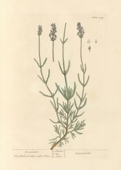 Lavender 2
