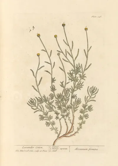 Lavender Cotton