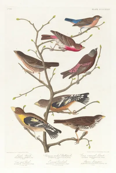 Lazuli Finch Crimson Necked Bull Finch Grey Crowned Linnet Cow Pen Bird Evening Grosbeak Brown Longspur