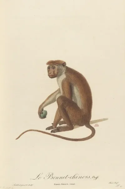 Le Bonnet Chinois