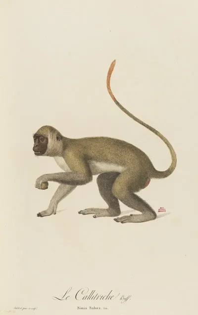 Le Callitriche