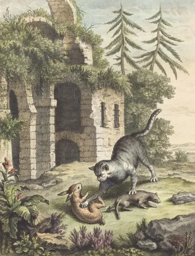 Le Chat La Balette Et Le Petit Lapin The Cat The Weasel And The Rabbit