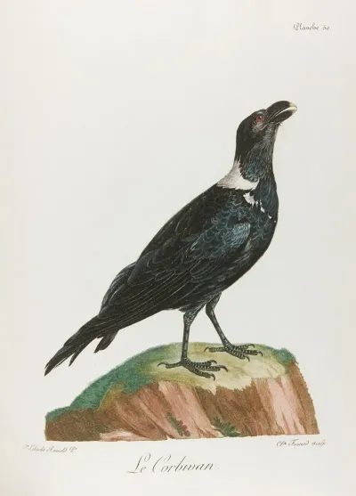 Le Corbivan