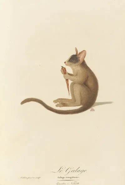 Le Galago