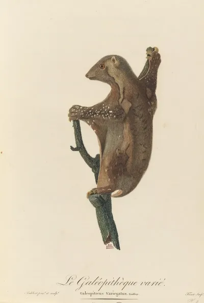 Le Galeopitheque Varie