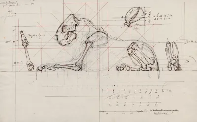 Le Geant De La Cote Represented As A Skeleton