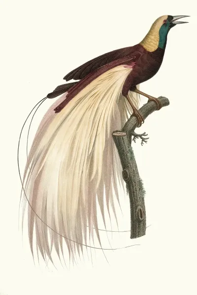 Le Grand Oiseau De Paradis Emeraude Male
