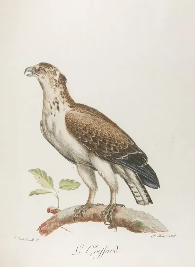 Le Griffard