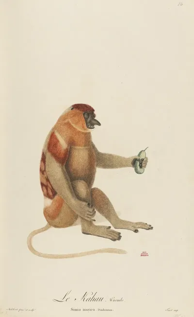 Le Kahau