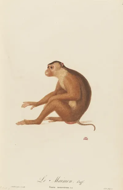 Le Maimon