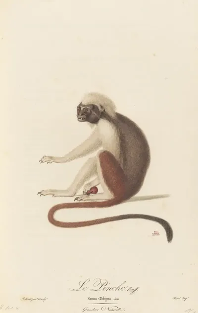 Le Pinche