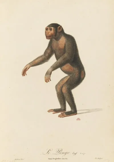 Le Pongo