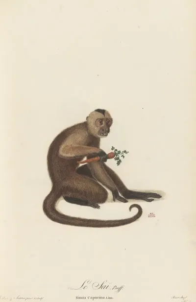 Le Sai