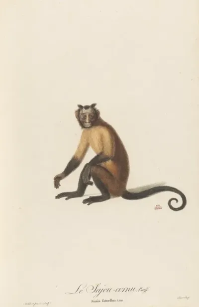 Le Sajou Cornu