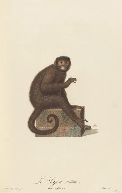 Le Sajou Variete A