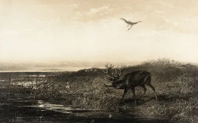 Le Soir Cerf Et Herons Evening Stag And Herons