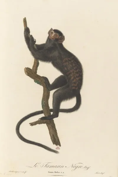 Le Tamarin Negre