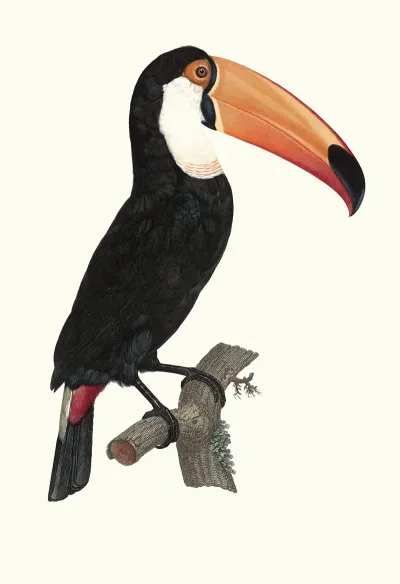 Le Toco