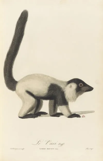 Le Vari