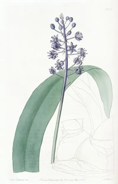 Lead Coloured Scilla