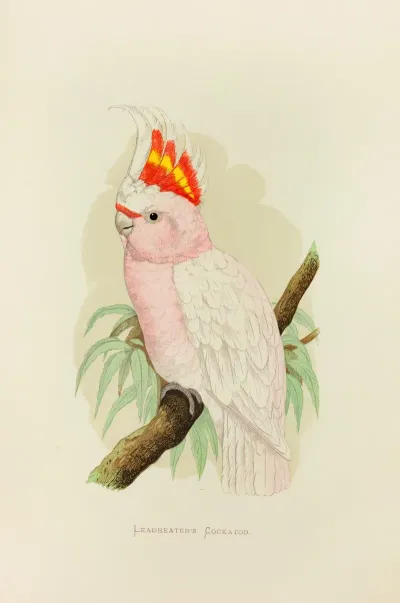 Leadbeaters Cockatoo