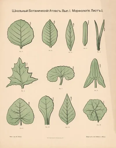 Leaf Shapes 2