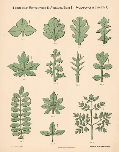Leaf Shapes