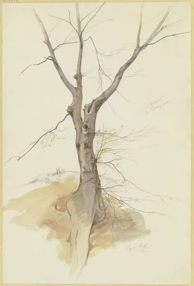 Leafless Tree 2