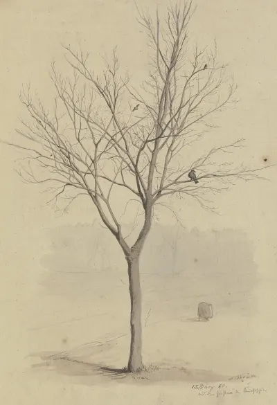 Leafless Tree With Birds