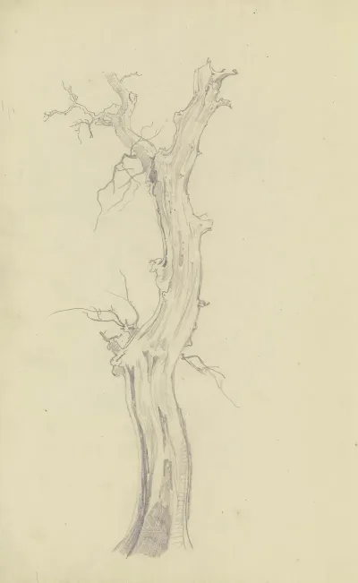 Leafless Tree