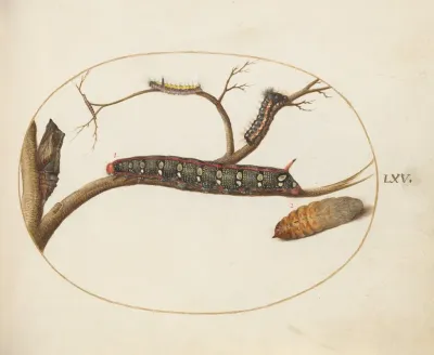 Leafy Spurge Hawkmoth Caterpillar Gray Dagger Caterpillar And Pupae
