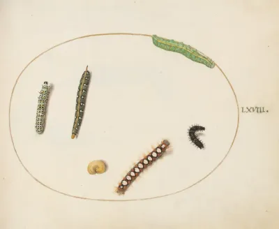 Leafy Spurge Hawkmoth Caterpillar Mullein Moth Caterpillar And Other Caterpillars