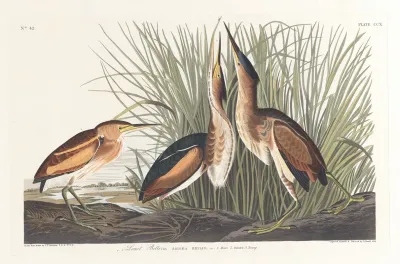 Least Bittern