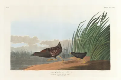 Least Water Hen