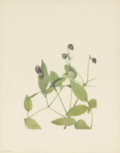 Leatherflower Clematis Viorna 2