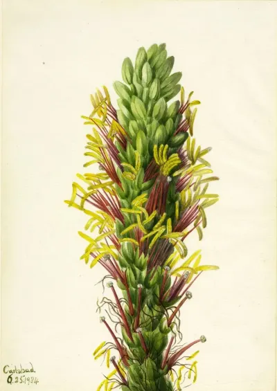 Lechuguilla Agava Lechuguilla